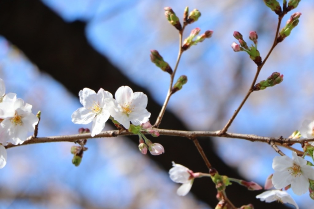 桜🌸開花宣言